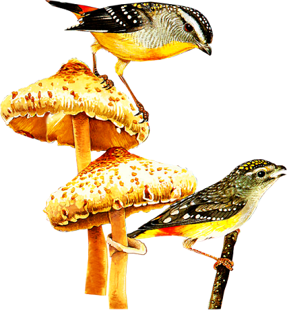 őszi állatok_48.png